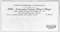 Anthracoidea caricis image